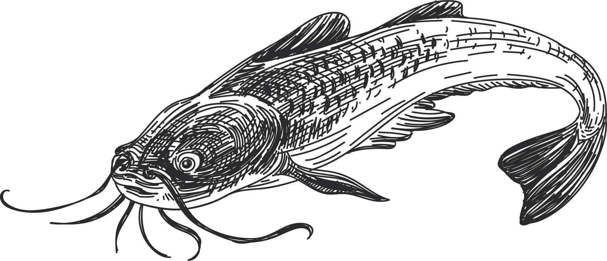 http://www.finsfishing.com/cdn/shop/articles/catfish.png?v=1681317715